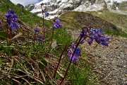 56 Fiori di soldanella intirizziti, strapazzati dal freddo